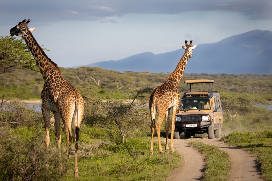 Kenya Safari Adventure